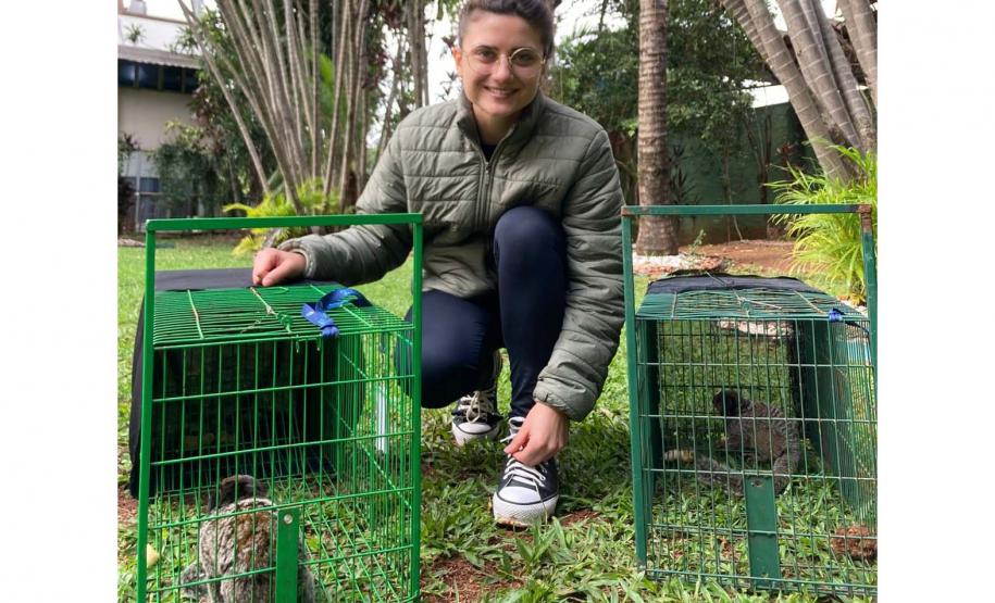 IAT captura dois saguis-de-tufos-pretos em Foz do Iguaçu, espécie exótica na região