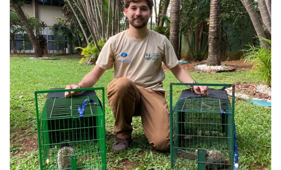 IAT captura dois saguis-de-tufos-pretos em Foz do Iguaçu, espécie exótica na região