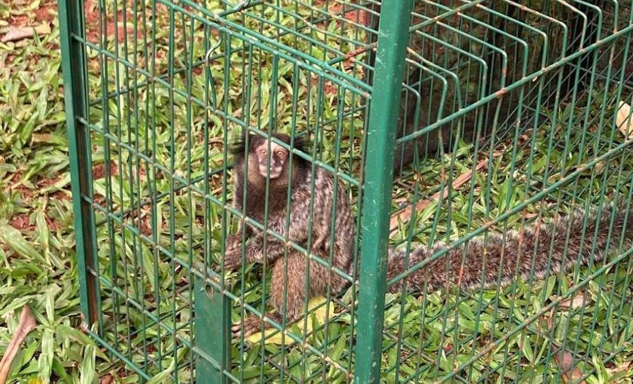 IAT captura dois saguis-de-tufos-pretos em Foz do Iguaçu, espécie exótica na região