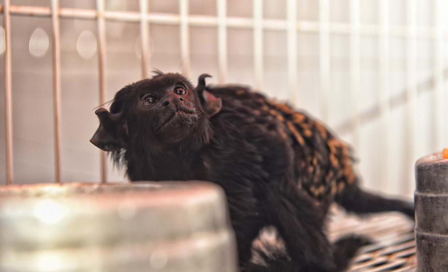 Instituto Água e Terra iniciou o processo de avaliação clínica de animais vítimas do tráfico internacional resgatados pela Polícia Civil