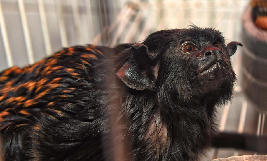 Instituto Água e Terra iniciou o processo de avaliação clínica de animais vítimas do tráfico internacional resgatados pela Polícia Civil