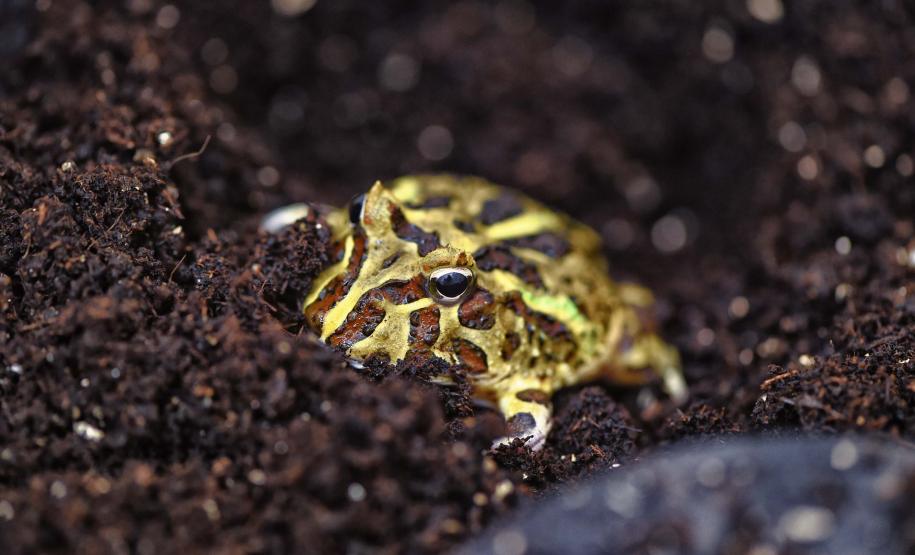 Instituto Água e Terra iniciou o processo de avaliação clínica de animais vítimas do tráfico internacional resgatados pela Polícia Civil