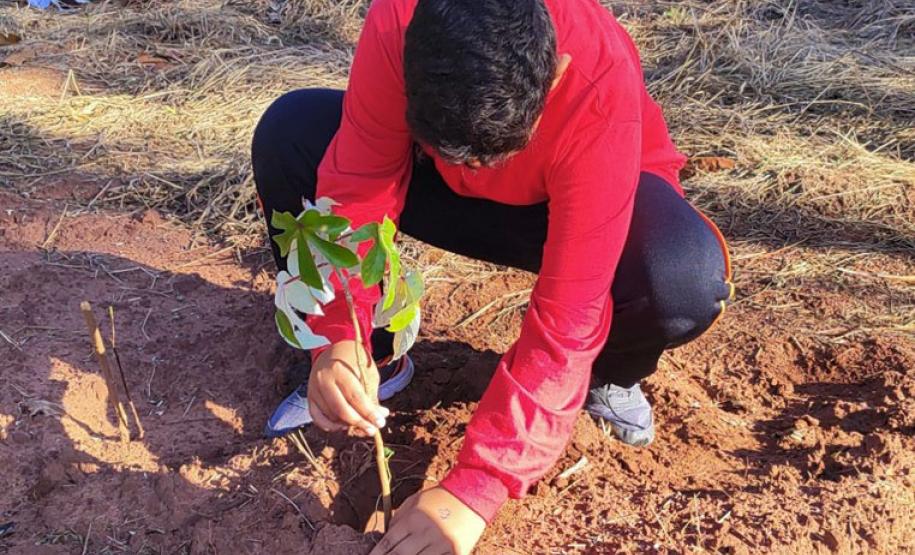 IAT distribui 30,1 mil mudas de espécies nativas durante a Semana do Meio Ambiente