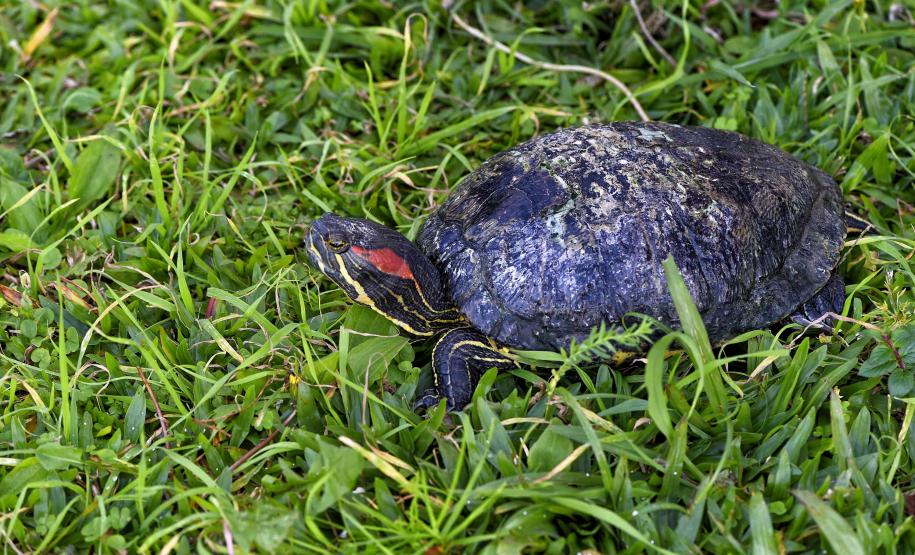 Instituto Água e Terra iniciou o processo de avaliação clínica de animais vítimas do tráfico internacional resgatados pela Polícia Civil