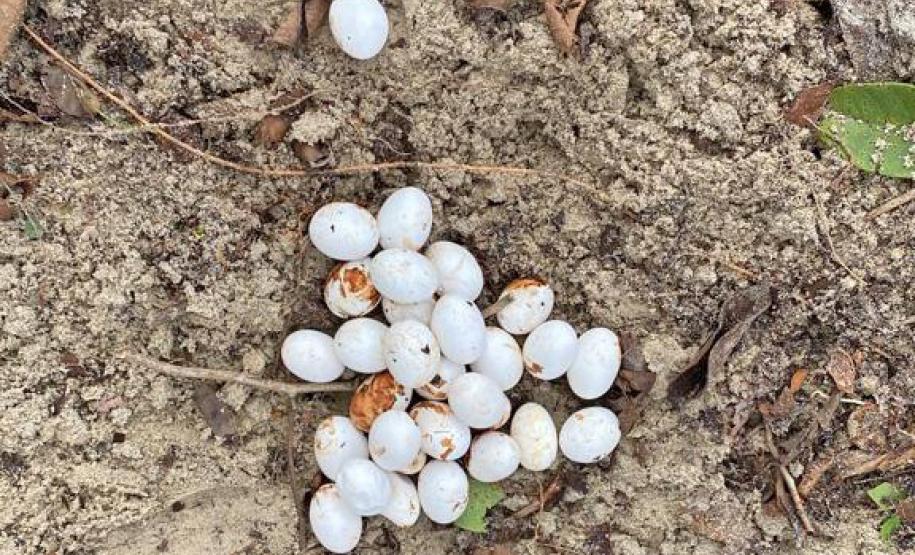 Se encontrar, não acorde: lagartos teiú entram em período de sono profundo no inverno