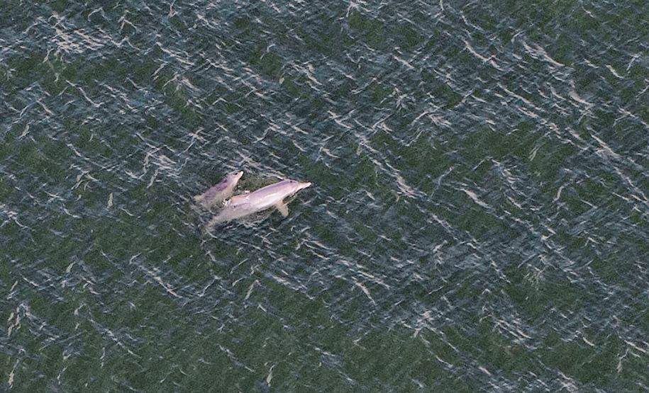 Golfinhos e toninhas nadam nas águas do Litoral do Paraná