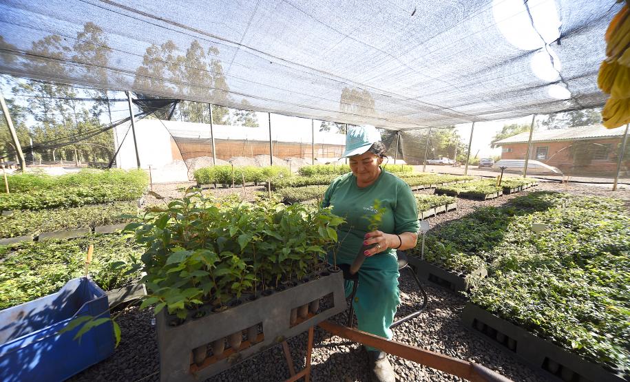 IAT anuncia plano de modernização sustentável de viveiros e laboratórios de mudas