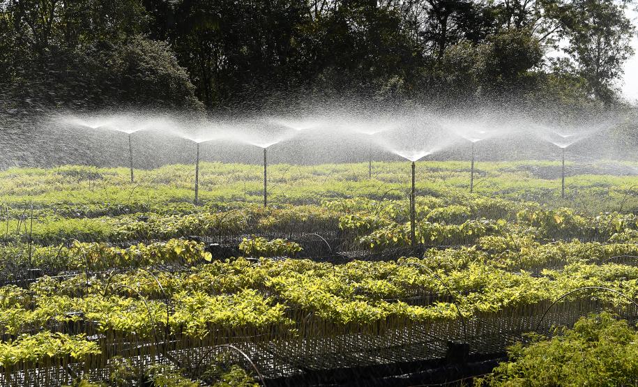 IAT anuncia plano de modernização sustentável de viveiros e laboratórios de mudas