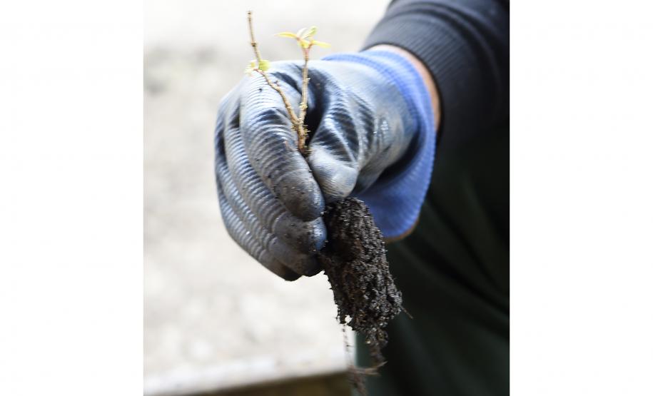 IAT anuncia plano de modernização sustentável de viveiros e laboratórios de mudas