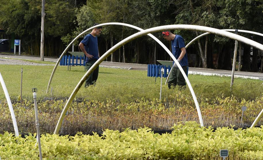 IAT anuncia plano de modernização sustentável de viveiros e laboratórios de mudas