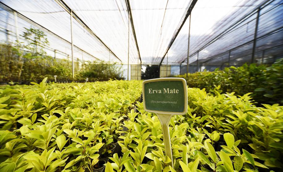 IAT anuncia plano de modernização sustentável de viveiros e laboratórios de mudas