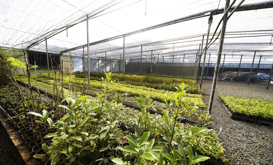 IAT anuncia plano de modernização sustentável de viveiros e laboratórios de mudas