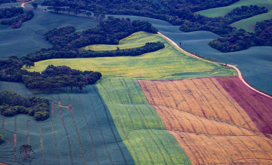 TRF4 suspende decisão que limitava regularização ambiental na Mata Atlântica no Paraná