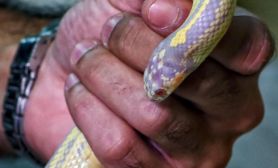 Instituto Água e Terra iniciou o processo de avaliação clínica de animais vítimas do tráfico internacional resgatados pela Polícia Civil