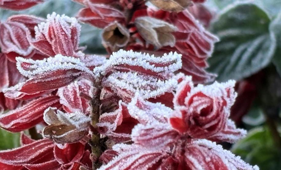 Com -7,8°C, quarta-feira teve menor temperatura do ano no Paraná e geada na Capital