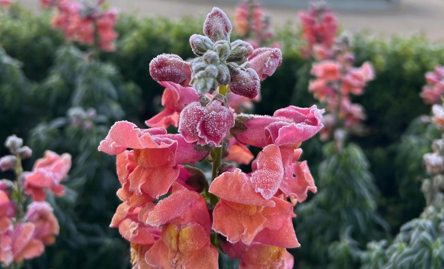 Com -7,8°C, quarta-feira teve menor temperatura do ano no Paraná e geada na Capital