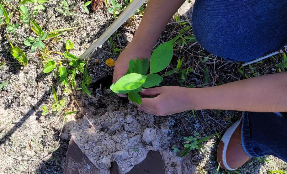 IAT estabelece parceria com a UFPR Litoral para projeto de conservação da restinga