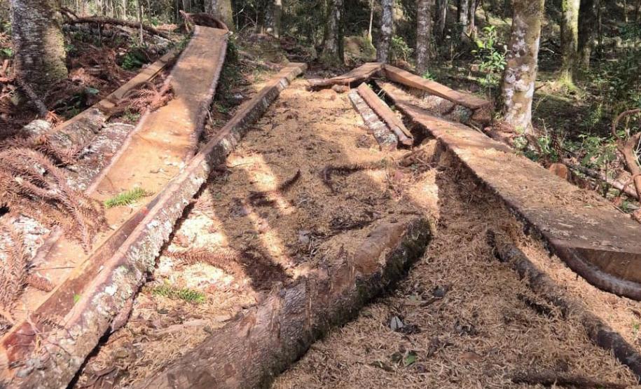 Operação de combate ao desmatamento em 12 cidades aplica R$ 4,6 milhões em multas