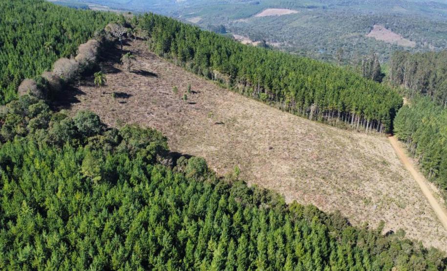 Operação de combate ao desmatamento em 12 cidades aplica R$ 4,6 milhões em multas