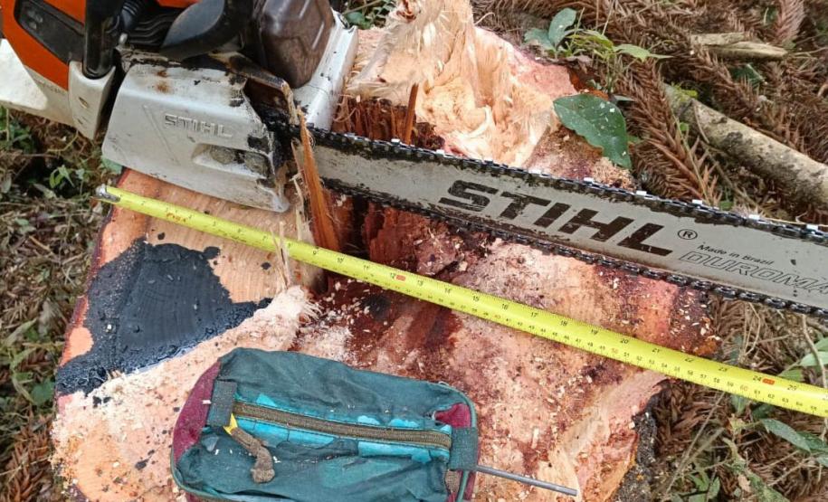 Operação de combate ao desmatamento em 12 cidades aplica R$ 4,6 milhões em multas