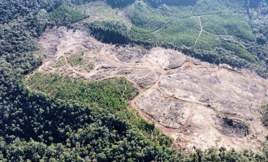 Operação de combate ao desmatamento em 12 cidades aplica R$ 4,6 milhões em multas