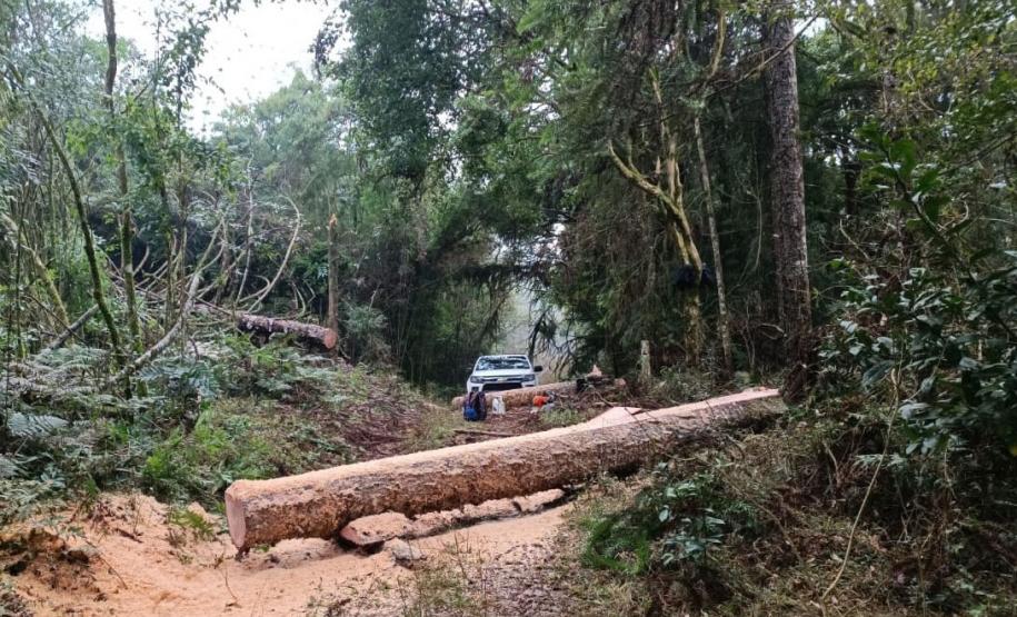 Paraná registra queda de 35,6% nos crimes ambientais contra a flora no 1º semestre