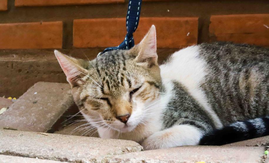 5º ciclo do CastraPet Paraná: Estado vai ampliar o número de cães e gatos imunizados contra a raiva