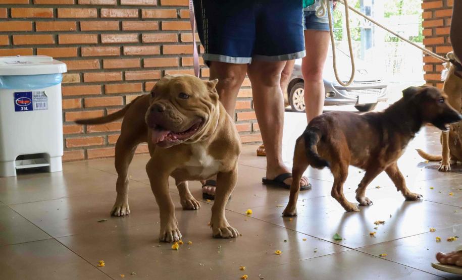 CastraPet vai estrear em 84 municípios do Paraná durante o 5º ciclo