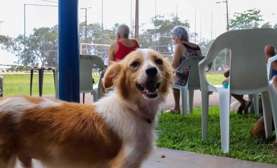 CastraPet vai estrear em 84 municípios do Paraná durante o 5º ciclo
