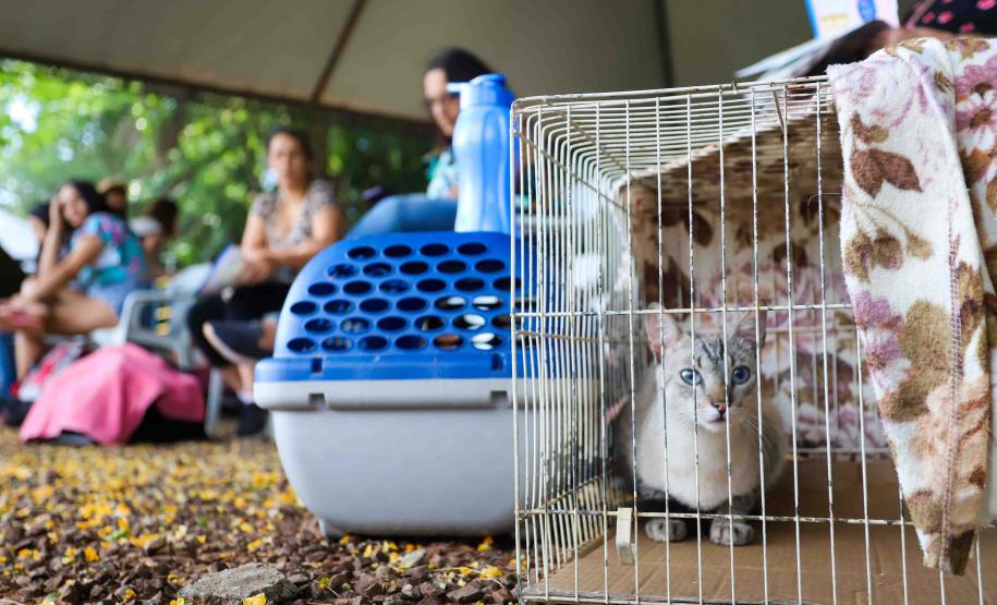 CastraPet vai estrear em 84 municípios do Paraná durante o 5º ciclo