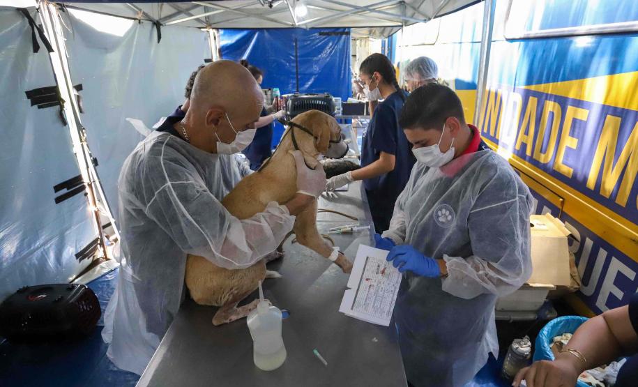 CastraPet vai estrear em 84 municípios do Paraná durante o 5º ciclo