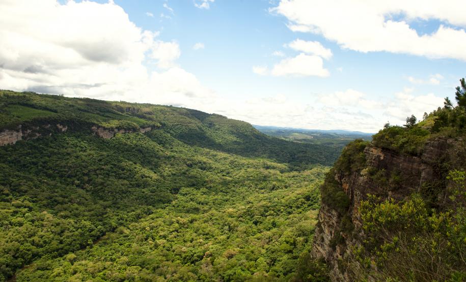 Paraná registra queda de 35,6% nos crimes ambientais contra a flora no 1º semestre