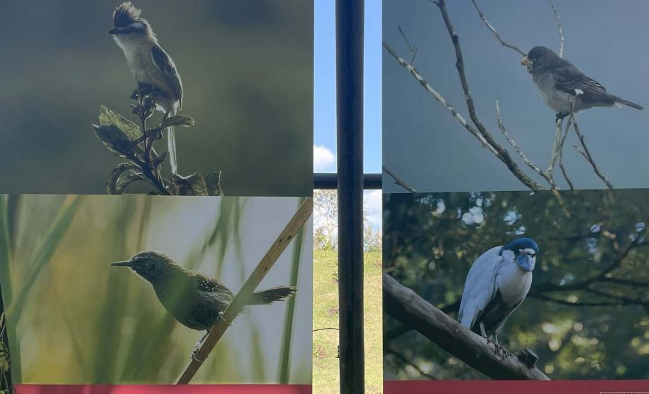 Exposição sobre fauna ameaçada atrai turistas ao Jardim Botânico de Curitiba