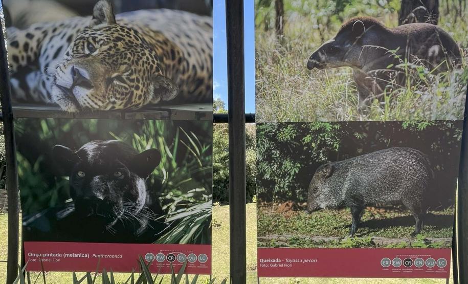 Exposição sobre fauna ameaçada atrai turistas ao Jardim Botânico de Curitiba