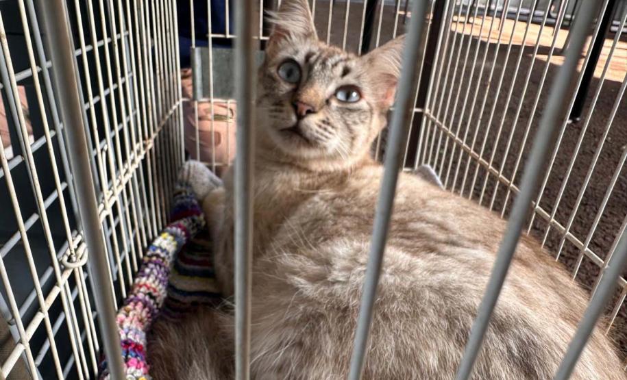 5º ciclo do CastraPet Paraná: Estado vai ampliar o número de cães e gatos imunizados contra a raiva