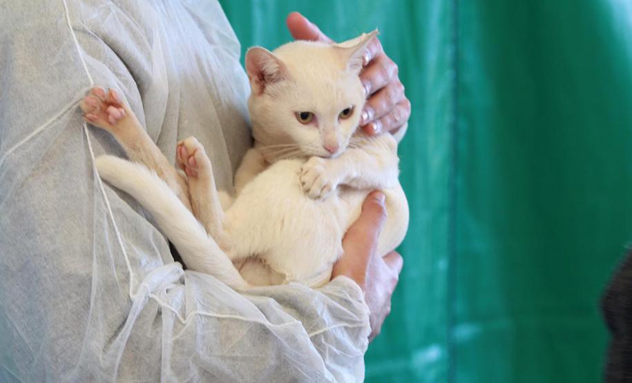 5º ciclo do CastraPet Paraná: Estado vai ampliar o número de cães e gatos imunizados contra a raiva