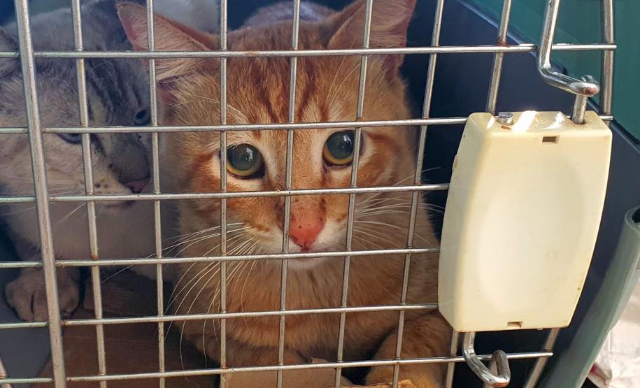 5º ciclo do CastraPet Paraná: Estado vai ampliar o número de cães e gatos imunizados contra a raiva