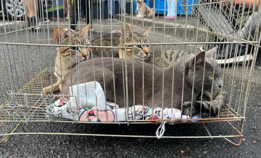 5º ciclo do CastraPet Paraná: Estado vai ampliar o número de cães e gatos imunizados contra a raiva