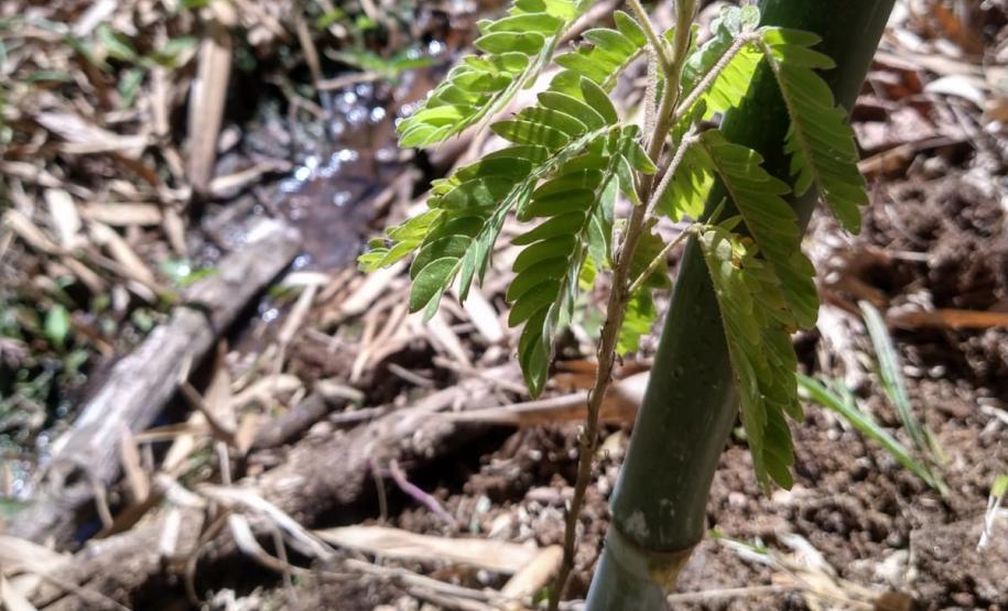 Governo do Estado, por meio dos viveiros do IAT, distribuiu 1,4 milhão de mudas no primeiro semestre de 2025