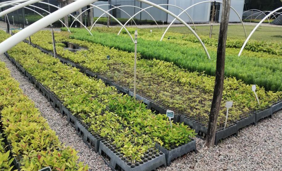 Nova Portaria editada pelo Instituto Água e Terra prevê novas diretrizes para a doação de mudas no Paraná.