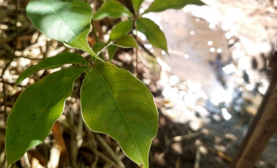 Governo do Estado, por meio dos viveiros do IAT, distribuiu 1,4 milhão de mudas no primeiro semestre de 2025