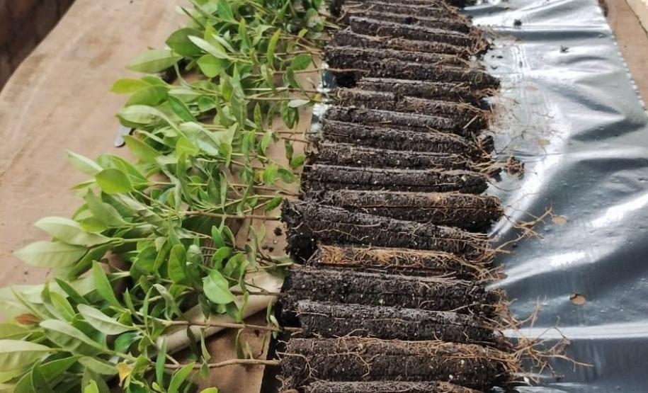 Governo do Estado, por meio dos viveiros do IAT, distribuiu 1,4 milhão de mudas no primeiro semestre de 2025