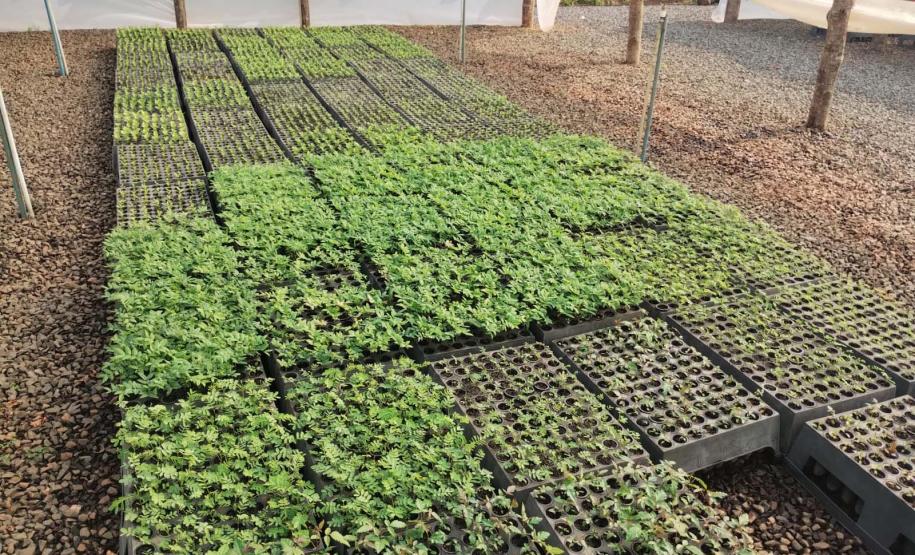 Nova Portaria editada pelo Instituto Água e Terra prevê novas diretrizes para a doação de mudas no Paraná.