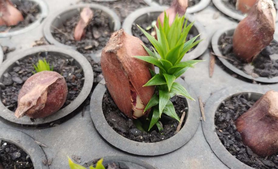 Nova Portaria editada pelo Instituto Água e Terra prevê novas diretrizes para a doação de mudas no Paraná.