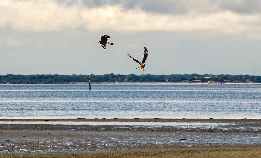 Estado investe R$ 24 milhões em carros para fiscalização ambiental e projeto de observação de pássaros