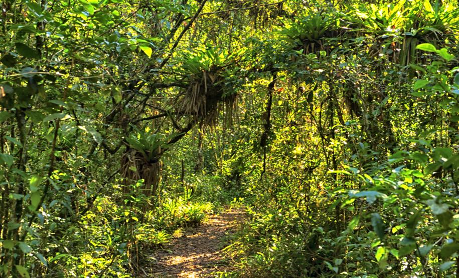 Paraná registra queda de 35,6% nos crimes ambientais contra a flora no 1º semestre