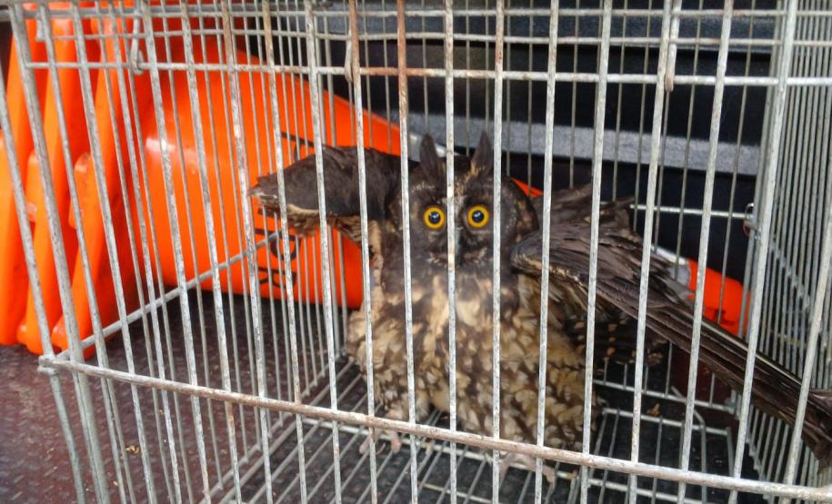 Coruja passa por reabilitação e é devolvida à natureza por técnicos do IAT de Paranaguá