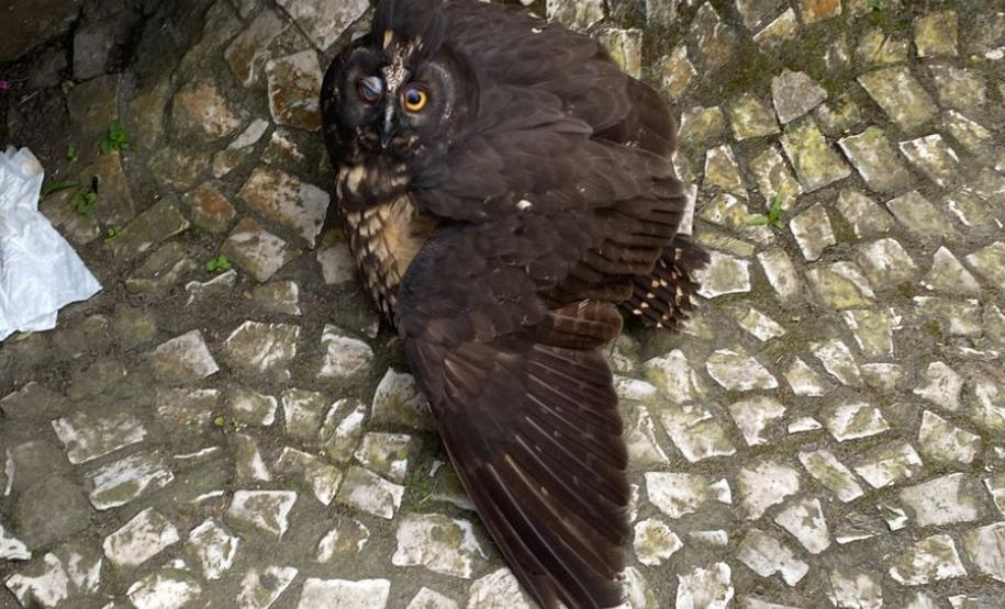 Coruja passa por reabilitação e é devolvida à natureza por técnicos do IAT de Paranaguá