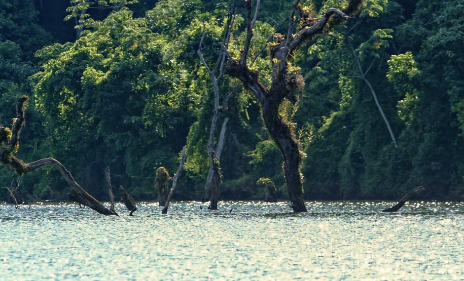 Ranking de Competitividade dos Estados: Paraná lidera combate ao desmatamento e reciclagem