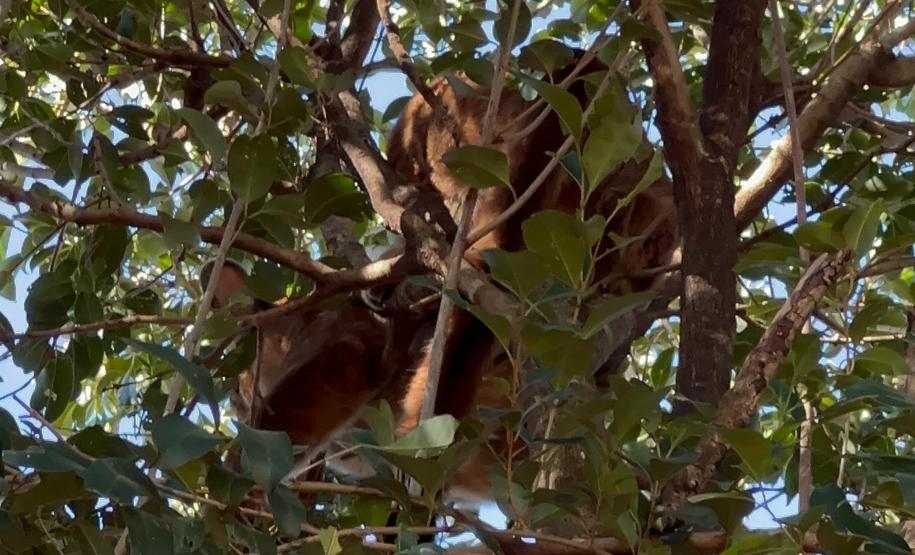 Onça-parda fêmea é resgatada em árvore e devolvida à natureza no Oeste do Paraná